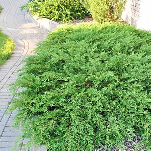 Mikrobiota syberyjska Gold Spot interface.image 1 interface.art 9444