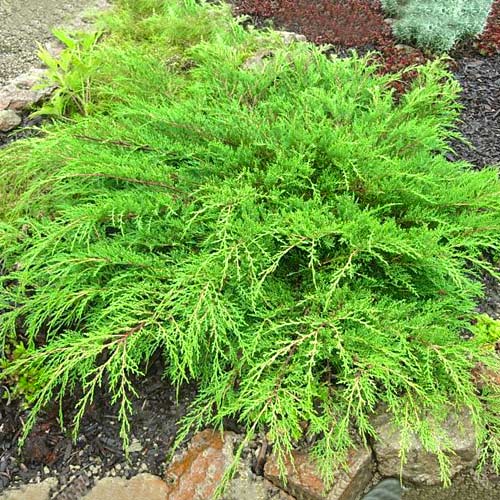 Mikrobiota syberyjska Jakobsen interface.image 1 interface.art 9445