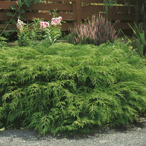 Mikrobiota syberyjska, C2 interface.image 1 interface.art 7746