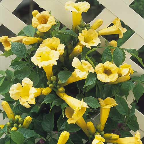 Milin amerykański Flava, С2 interface.image 1 interface.art 8210