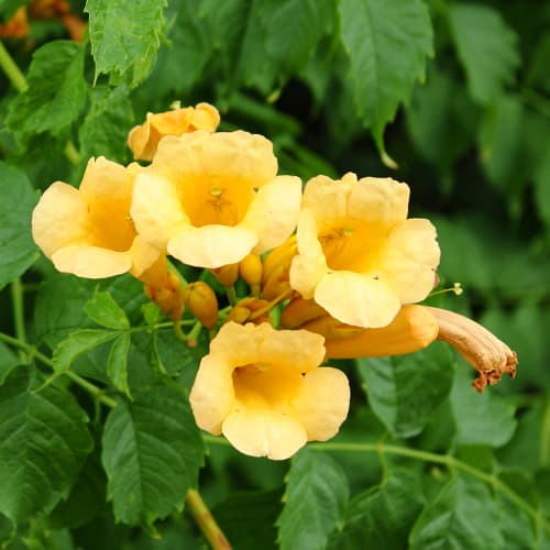 Milin amerykański Judy interface.image 1 interface.art 9153