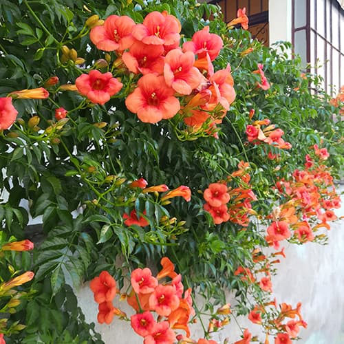 Milin amerykański , P9 interface.image 1 interface.art 9181