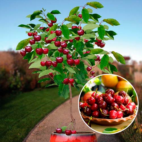 Mini Czereśnia Garden Bing interface.art zdjęcie 1 Mini Czereśnia Garden Bing interface.image 1 interface.art 7137