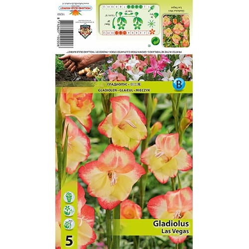 Mini Gladiolus Las Vegas interface.image 1 interface.art 77825