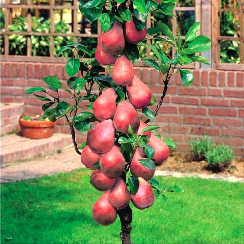 Mini Grusza Garden Red interface.image 1 interface.art 7130