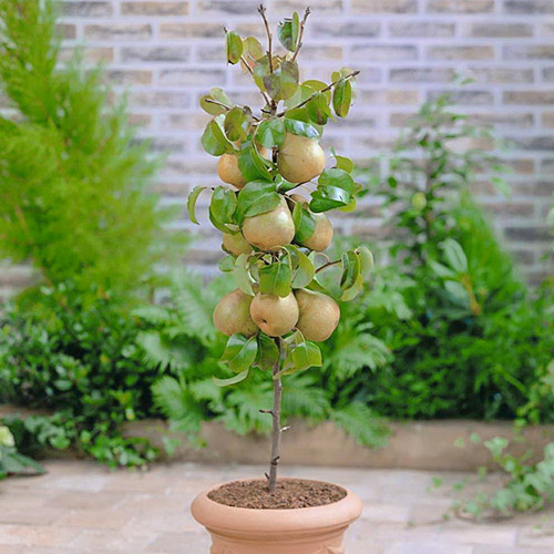 mini Grusza GardenPearl® interface.image 1 interface.art 1646