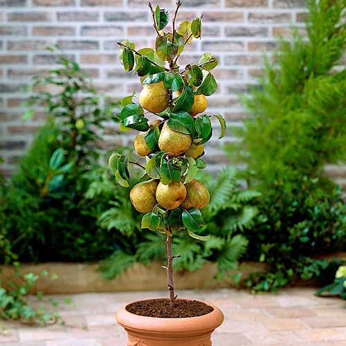 Mini Grusza Sunrise interface.image 1 interface.art 4213