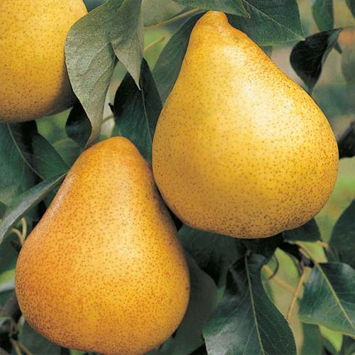 Mini Grusza Sunrise interface.image 2 interface.art 4213