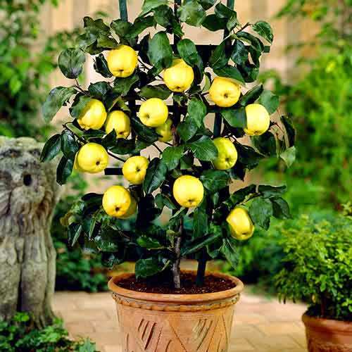 Mini Jabłoń Croquella interface.image 1 interface.art 4214