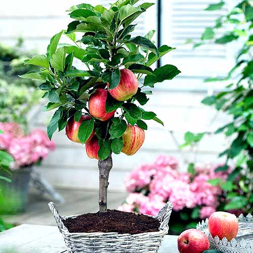 Mini Jabłoń Delegrina interface.image 1 interface.art 4215