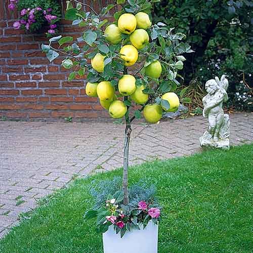 Mini Jabłoń Garden Gold interface.image 1 interface.art 4216