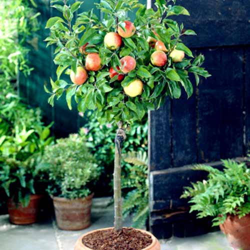 Mini Jabłoń Granny Green interface.image 1 interface.art 4217