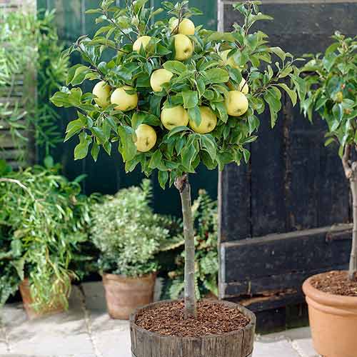 mini Jabłoń Russet interface.image 1 interface.art 4218