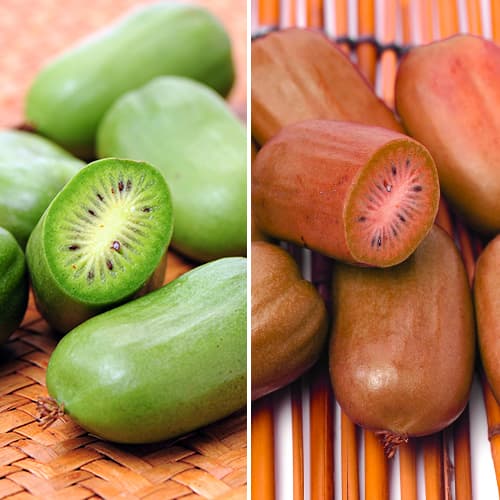Super oferta! Zestaw Mini kiwi (aktinidia) Zielone Duo, 2 sadzonki interface.image 1 interface.art 9337