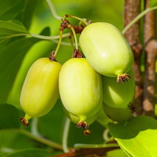 Mini kiwi (aktinidia) Chang Bai Giant, С2 interface.image 1 interface.art 5456