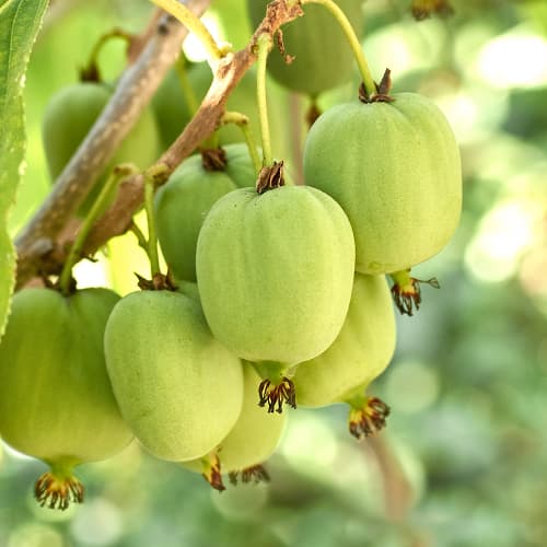 Mini kiwi (aktinidia) Hokey Pokey®, С2 interface.image 1 interface.art 5449