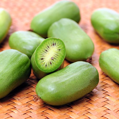 Mini kiwi (aktinidia) Issai, P9 interface.art zdjęcie 1 Mini kiwi (aktinidia) Issai, P9 interface.image 1 interface.art 9238