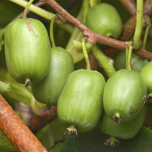 Mini kiwi (aktinidia) Vitikiwi ®, С2 interface.image 1 interface.art 8202