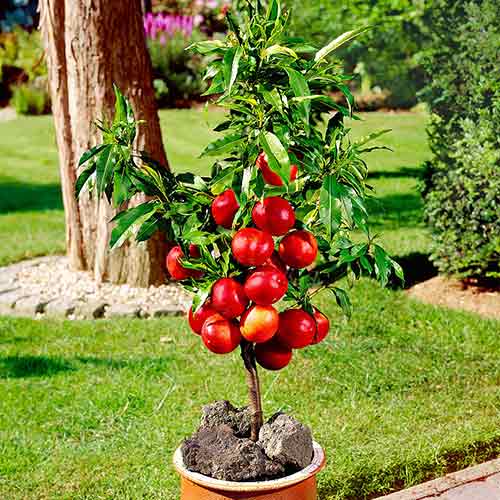 mini Nektaryna Rubis interface.image 1 interface.art 4219