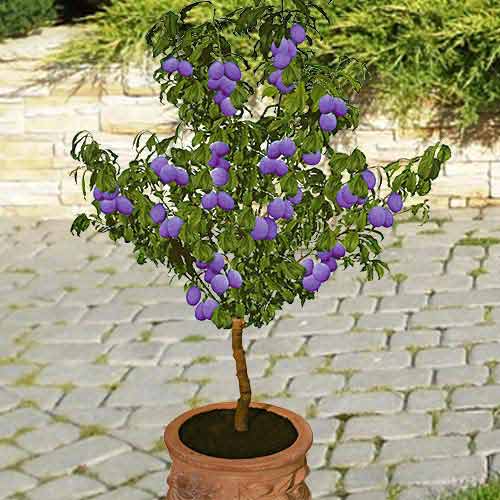 Mini Śliwa Buhler interface.image 1 interface.art 4220