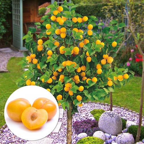 Mini Śliwa Gold Dust interface.art zdjęcie 1 Mini Śliwa Gold Dust interface.image 1 interface.art 7136