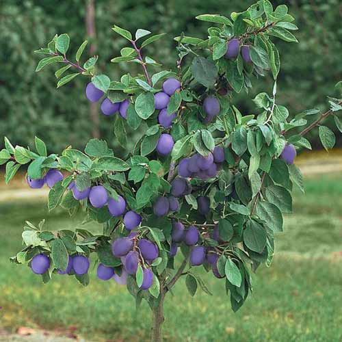 Mini Śliwa Robusto interface.image 1 interface.art 4221