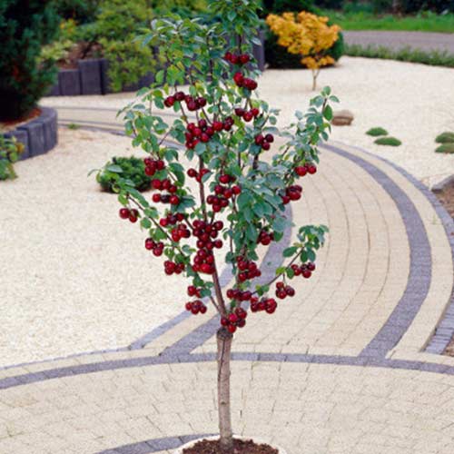 Mini Wiśnia CarmineJevel interface.image 1 interface.art 4222