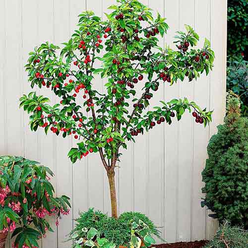 mini Wiśnia Piemont interface.image 1 interface.art 4223