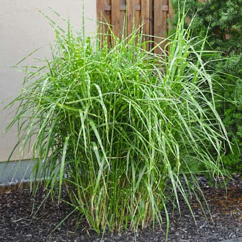 Miscanthus sinensis Strictus Dwarf, С2 interface.image 1 interface.art 7793