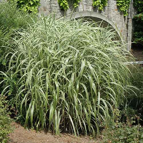 Miskant chiński Cabaret interface.image 1 interface.art 9537