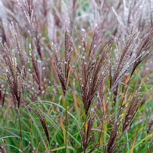 Miskant chinski Ferner Osten interface.image 1 interface.art 4083