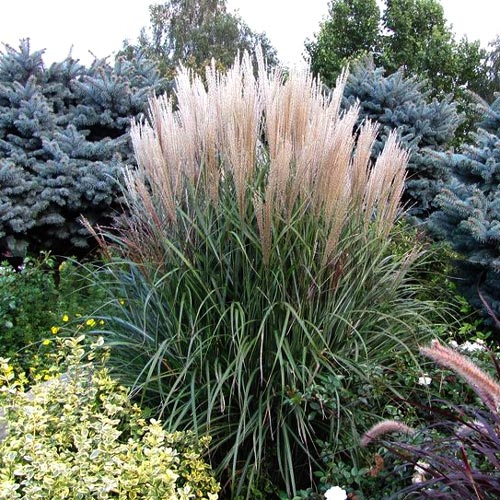 Miskant chiński Grosse Fontäne interface.image 1 interface.art 9536