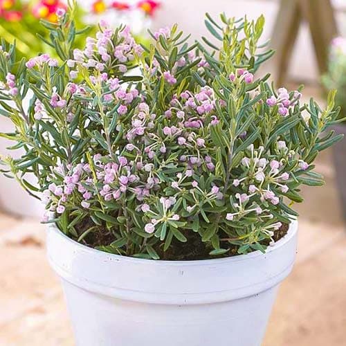 Modrzewnica (Andromeda) Blue Ice interface.image 1 interface.art 76681