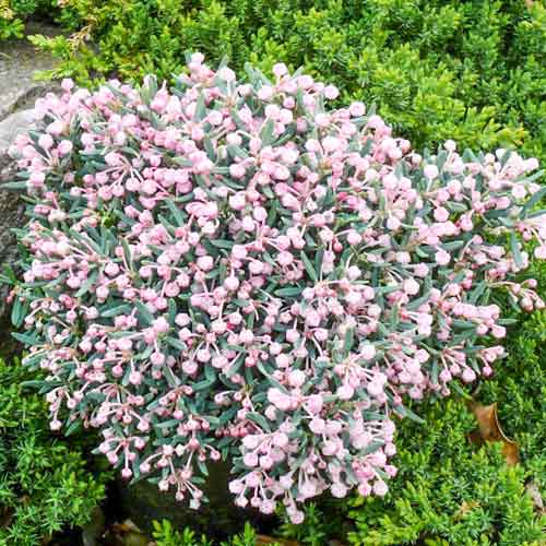 Modrzewnica pospolita (Andromeda) Blue Ice interface.image 1 interface.art 73002