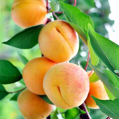 Morela (columnar) Anubis interface.image 1 interface.art 2007