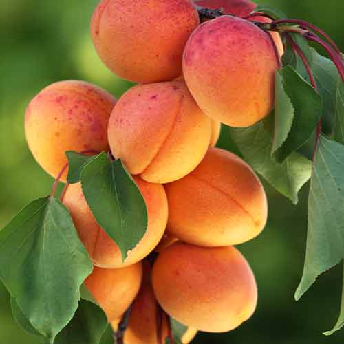 Morela (columnar) Diamond interface.image 1 interface.art 2008