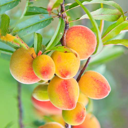 Morela (columnar) Perla interface.image 1 interface.art 2009