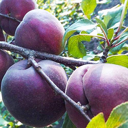 Morela czarna interface.image 1 interface.art 8601