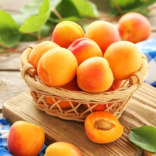 Morela Diamond, С2 interface.image 1 interface.art 4277