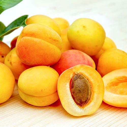 Morela Epidaurus interface.image 1 interface.art 4275