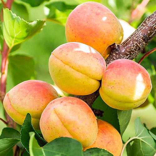 Morela Goldrich interface.art zdjęcie 1 Morela Goldrich interface.image 1 interface.art 6920