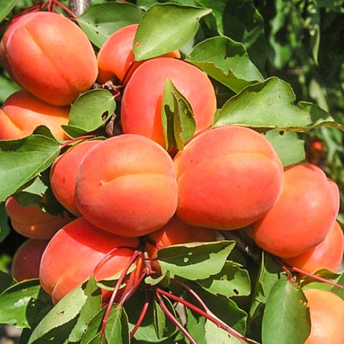 Morela Harcot interface.image 1 interface.art 6921