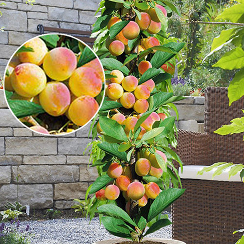 Morela kolumnowa Prince Mart, С2 interface.image 1 interface.art 1901