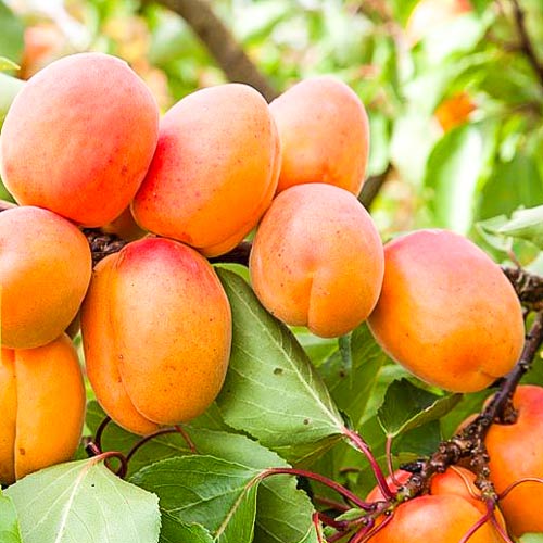 Morela Lener interface.image 1 interface.art 7958