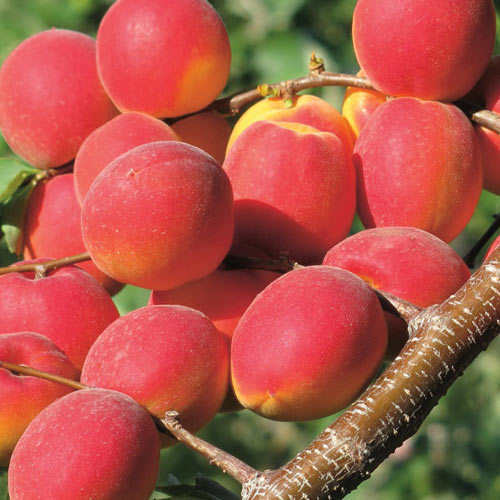 Morela Paroly interface.image 1 interface.art 7955