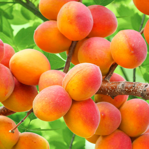 Morela Perla, С2 interface.image 1 interface.art 7953