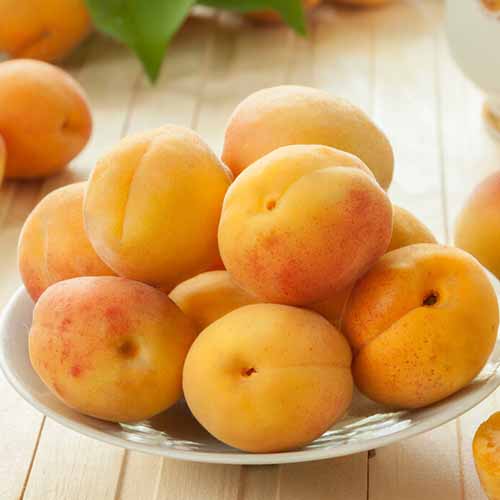 Morela Roy interface.image 1 interface.art 4857