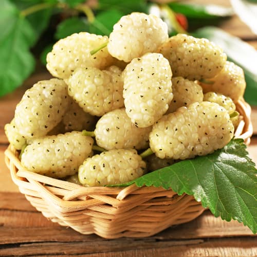 Morwa biała, P9 interface.image 1 interface.art 5858