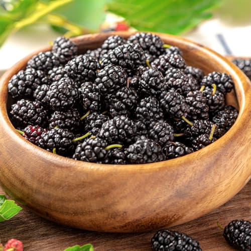 Morwa czarna, P9 interface.image 1 interface.art 5859