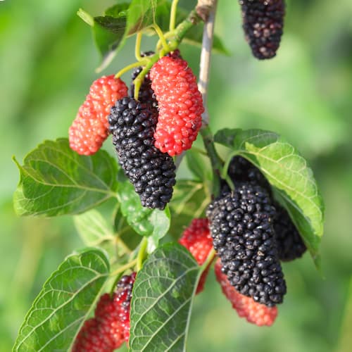 Morwa Full Seasons, С2 interface.image 1 interface.art 5452